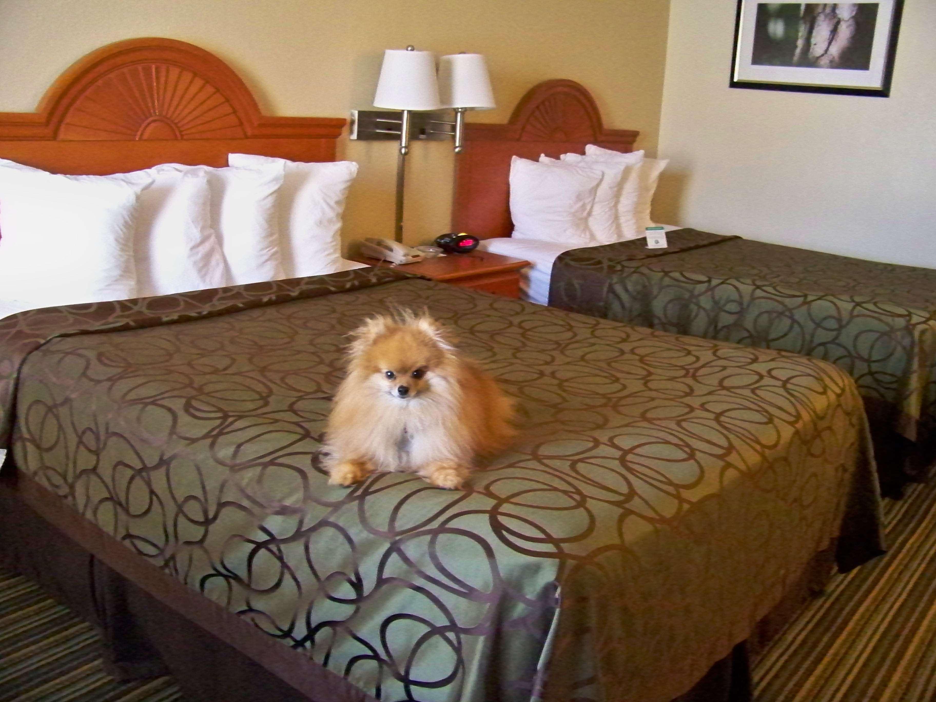 Best Western Of Murphy Dış mekan fotoğraf